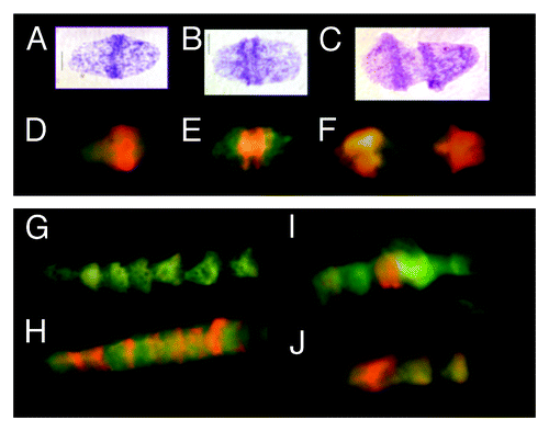 Figure 1. Metakaryotic nuclei undergoing two forms of symmetrical amitoses within tubular syncytia of fetal spinal cord ganglia (9 wks). (A, B, and C) Three “kissing bell” amitoses with DNA stained Feulgen reagent (purple). The order shown represents the stages of (A) formation of two pairs of condensed DNA rings at the rim of the bell mouth that (B) separate as total DNA increases and (C) proceeds toward complete separation when an exact doubling of DNA is observed.Citation3 (D, E, and F) Three “kissing bell” amitoses stained with acridine orange after treatment with RNase. The order shown represents the stages of (D) appearance of bright orange fluorescence co-localized with the condensed DNA rings of Feulgen stained condensed DNA as in (A), (E) separation of two orange rings at the bell mouths as total DNA increases as in (BandF) progress toward complete separation as in (C). (G, H, I, and J) Four lower magnification images of syncytia stained with acridine orange after RNase treatment. (G) A section of a syncytium with well-separated bell shaped nuclei showing the common “stacked cup” relationship of metakaryotic nuclei in tubular syncytia when no amitoses are evident. Well-separated bell shaped nuclei stained with acridine orange emit green fluorescence with scant amount of orange fluorescence. (H) A tubular syncytial section with bell shaped nuclei displaying the closely stacked nuclei indicative of synchronous amitoses and strong orange fluorescence associated in this example with the rims of the bell mouths. (I and J) Two syncytial sections displaying the “stacking cup” form of amitoses with varying degrees of separation between nuclei and the intensity and distribution of orange fluorescence among nuclei within the syncytia. Images by EVG.