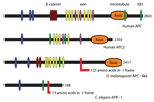 Figure 1 Domain organization of APC proteins. Highlighted are conserved PFAM domains identified by a PFAM search.Citation76 The color codes are as follows: blue-PF00514 (armadillo), brown-PF05972, yellow-PF05923 (cysteine-rich regions), purple-PF05924 (SAMP), orange-PF05956 (basic) and green-PF05937 (EB1 binding domain). Frameshift sites are shown with an L-like red shape and indicate the length of the C-terminal extension after PRF in each case.