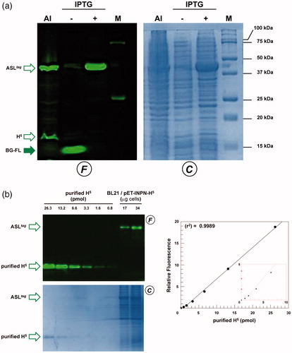 Figure 3. The ASLtag expression in E. coli. (a) E. coli BL21(DE3) strain transformed with the pET-ASLtag plasmid was grown in IPTG-inducted or in auto-induction medium (AI). After the in vivo OGT assay, a defined amount in micrograms of whole cells at OD600nm of 1.040 was directly loaded on SDS-PAGE, followed by gel-imaging fluorescence (F) and Coomassie staining (C) analyses. Open and closed green arrows indicate fluorescent signals of free H5 or H5-based fusion proteins, and the free BG-FL substrate, respectively. M: molecular weight marker. (b) Quantitative estimation of the ASLtag expression: defined amount of cells and purified H5 protein (in pmols) were loaded and analyzed on a SDS-PAGE (on the left). Fluorescent values obtained from H5 were fitted in a linear plot (on the right), as described in Materials and Methods. Obtained parameters allowed the quantitative determination of the amount of ASLtag in E. coli cells and shown in Table 2.