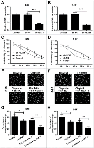 Figure 2. NEAT1 knockdown in hibited cisplatin resistance of NPC cells. The expression level of NEAT1 in S18 (A) and 5–8F (B) cells was obviously downregulated by transfecting with sh-NEAT1. Cell viability was determined by MTT assay in S18 (C) and 5–8F (D) cells after transfection with sh-NEAT1 or sh-NC, following exposing to 10 μg/ml of cisplatin. The representative fluorescent images of EdU assay in S18 (E) and 5–8F (F) cells were shown. EdU assay showed that downregulation of NEAT1 inhibited cell proliferation ability in S18 (G) and 5–8F (H) cells in the presence of 10 μg/ml of cisplatin. *P < 0.05, **P < 0.01, and ***P < 0.001.