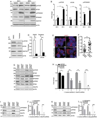 Figure 7. MTORC1 signaling in mouse macrophages with pharmacological inhibition of lysosomal degradation or macrophage cell line with C9orf72 depletion. (A) Western blot analysis of protein levels in macrophages treated with DMSO or 8 nM BafA1 for 24 or 48 h before sample collection. ACTB serves as the loading control. (B) Quantification of relative protein expression normalized to ACTB. (C) Western blot analysis of protein levels in macrophages with or without trehalose (1 mM) for 24 h. ACTB serves as the loading control. (D) Quantification of relative protein expression normalized to ACTB. (E) Representative confocal images of RAW264.7 macrophage cells stained with antibodies against LAMP1 (red) after C9orf72 shRNA knockdown. Hoechst stains nuclei. Scale bars: 5 μm. (F) Quantification of LAMP1-positive lysosomal organelle diameter. (G) Western blot analyses of protein levels in C9orf72 shRNA knockdown RAW264.7 macrophage cell line. (H) Quantification of protein levels in G. (I and K) Western blot analyses of protein levels in C9orf72 or Smcr8 shRNA knockdown U937 macrophage cell line. (J and L) Quantification of protein levels from experiments I and K. For all the experiments, error bars represent SEM of 3 independent experiments; *p < 0.05, **p < 0.01, ***p < 0.001; n.s represents no significant difference (Student’s t test).