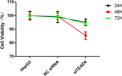 Figure 5 MTT assay was used to detect the proliferation of HepG2 with the knock down of TEAD4.