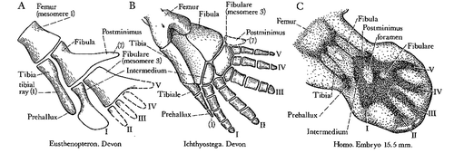 Figure 3. The ancient building plan or (hind) limbs (From Jarvik 1980).