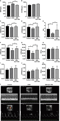 Figure 2 GLP-1RA improves impaired cardiac functions of DCM mice. (A) Plasma BNP levels of mice (n = 12). (B) CK-MB levels of mice (n = 12). (C–L) Echocardiography functional assessment (n = 6). (C–K) left ventricular end-diastolic diameter (LVEDd), left ventricular end-systolic diameter (LVESd), The ratio of the peak velocity of early ventricular filling to late filling velocity (E/A), left ventricular end-diastolic volume (LVEDv), left ventricular end-systolic volume (LVESv), The percentages of ejection fraction (EF%), ventricular septal thickness (IVSD), left ventricular posterior wall thickness (LVPWD) and left ventricular short axis shortening rate (FS) were evaluated. The image of Echocardiography (L) was shown. Values are expressed as mean ± SD, *P <0.05 compared with control group; #P <0.05 compared with DCM group.