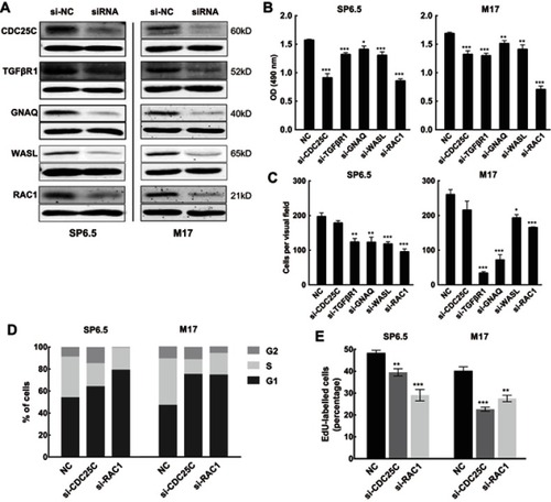 Figure 8 MiR-142-3p targets mediate differential effects on uveal melanoma (UM) cell proliferation and migration. (A) Protein expression of CDC25C, TGFβR1, GNAQ, WASL, or RAC1 was efficiently knocked down by corresponding siRNA. (B) MTS assays of UM cells transfected with siRNA against CDC25C, TGFβR1, GNAQ, WASL, or RAC1 (n=3/group). (C) Transwell assay of UM cells transfected with siRNA against CDC25C, TGFβR1, GNAQ, WASL, or RAC1 (n=3/group). (D) Cell cycle analysis of UM cells transfected with siRNA against CDC25C or RAC1 (n=3/group). (E) DNA replication assay performed in UM cells transfected with siRNA against CDC25C or RAC1. Newly synthesized DNA was labeled with EdU (red) (n=3/group). *P<0.05, **P<0.01, ***P<0.001.