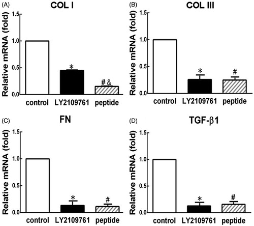 Figure 1. TGF-β peptide antagonist inhibited the gene expression of collagen I (COL I, A), collagen III (COL III, B), fibronectin (FN, C) and TGF-β1 (D) in HS fibroblasts. qPCR was employed to analyze the expression of various genes of the cells that were treated with peptide antagonist (peptide, 30 μM) and TGF-β type I/II receptor kinase inhibitor (LY2109761, 10 μM) or without treatment (control) for 48 h. The gene expression levels were presented relative to the control level. *p < 0.05 between control and LY2109761 groups; #p < 0.05 between control and peptide groups; &p < 0.05 between LY2109761 and peptide groups.