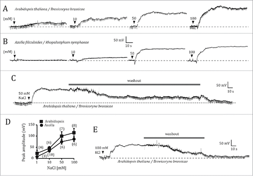 Figure 2. Electrophysiological responses of wild type Arabidopsis thaliana and Azolla filiculoides to root salt application. (A, B) Electrical potentials generated between the SE/CC-intracellular electrode and the root-external electrode of the EPG, in response to application of increasingly higher concentrations of NaCl (1, 10, 50 and 100 mM) in an A. thaliana (A) and in an A. filiculoides plant (B). Before applying 10, 50 or 100 mM NaCl, the effects of the previous salt concentration were washed out by replacing the NaCl solution with distilled water, as shown in (C). (D), Comparison between the averaged maximum depolarizations of A. thaliana and A. filiculoides as a function of NaCl concentration. Data points represent mean ± s.e.m. Numbers in parentheses indicate the number of plants per NaCl concentration. (E), Electrical potential triggered by application of 100 mM KCl to the root of A. thaliana, and its reversibility by washout.