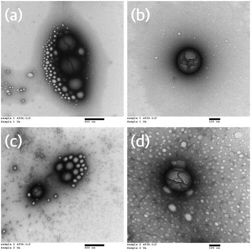 Figure 1. Transmission electron micrographs of nanoparticles of the final two formulations – (a) azithromycin formulation (33,000× magnification), (b) azithromycin formulation (93,000× magnification), (c) azithromycin and chitosan formulation (33,000× magnification), (d) azithromycin and chitosan formulation (93,000× magnification).