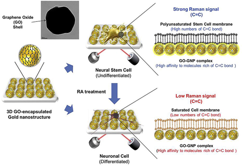 Figure 35 Detection strategy to monitor differentiation of mNSCs by the GO-encapsulated AuNPs substrate through the change of SERS signals.