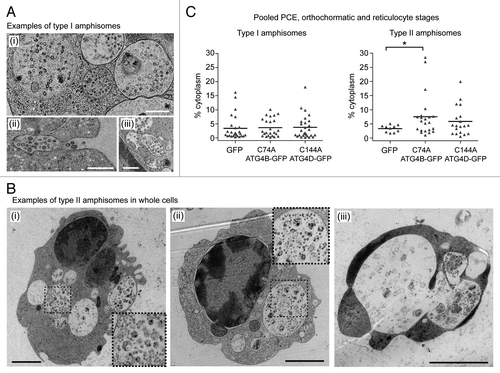 Figure 6. Two types of amphisomes in erythroid cultures: increase in large, type II amphisomes in cells expressing mutant ATG4. (A) Example electron micrographs of classical, type I amphisomes, containing internal vesicles and cytoplasmic material. An amphisome undergoing exocytosis can be seen in (ii). Scale bars: 500 nm. (B) Type II amphisomes in GFP-ATG4BC74A (i and iii) and GFP-ATG4DC144A (ii) expressors. The cell in (iii) contains several very large vacuoles and may not have been viable. Scale bars: 2 µm. (C) Quantitative analysis of type I and type II amphisomes in pooled PCE, orthochromatic and reticulocyte cells expressing GFP, GFP-ATG4BC74A or GFP-ATG4DC144A. Tukey’s multiple comparison test: *p ≤ 0.05.