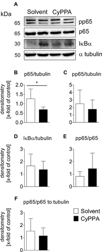 Figure 6 Western blot analyses of early CyPPA action on cortical NFκB signaling 2 hours after CyPPA (15 mg/kg) or solvent treatment. Exemplary protein bands are shown out of 6 samples P65 (A), pp65 (phospho p65) (B), IκBα (C), and pp65/p65 quotients without (D and E) and with normalization to tubulin (F) are displayed. Quantification was based on tubulin expression levels. Six per group. *P<0.05 for solvent vs CyPPA.