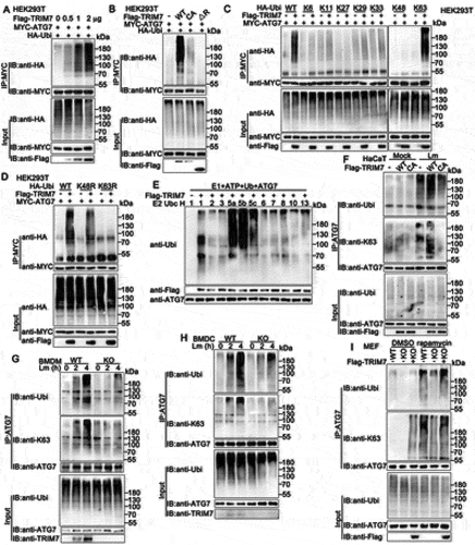 Figure 7. TRIM7 promoted the ubiquitination of ATG7. (A) HEK293T cells were transfected with Myc-ATG7, HA-Ubi, and increasing doses of Flag-TRIM7 (0, 0.5, 1, and 2 μg). At 24 h after transfection, the cells were lysed and subjected to immunoprecipitation (IP) and immunoblot (IB) analysis. (B) HEK293T cells were transfected with the indicated plasmids. At 24 h after transfection, immunoprecipitation (IP) and immunoblot (IB) analysis were performed as indicated. CA, TRIM7 C29, 32A mutant; ΔR, 85–511aa of TRIM7. (C, D) HEK293T cells were transfected with plasmids as indicated. 24 h later, immunoprecipitation (IP) and immunoblot (IB) analysis were performed as indicated. (E) Immunoblot analysis of ATG7 ubiquitination in vitro. ATG7 and wild-type TRIM7 were quickly translated in vitro, and then, the biotin-ubiquitin E1 and indicated E2s were added for in vitro ubiquitination assays. Ubiquitination of ATG7 was detected by anti-Ubi. (F) Wild-type (WT) and TRIM7-deficient (KO) HaCaT cells, were transfected with plasmids as indicated and then infected with Lm for 4 h. Afterward, the cells were lysed for immunoprecipitation (IP) and immunoblot (IB) assays. CA, TRIM7 C29, 32A mutant. (G, H) Wild-type (WT) and trim7-deficient (KO) BMDMs (G) or BMDCs (H) were infected with Lm for indicated time periods. Afterward, the cells were lysed for immunoprecipitation (IP) and immunoblot (IB) assays. (i) Wild-type (WT) and trim7-deficient (KO) MEFs were transfected with Vector (-) or TRIM7 (+) plasmids, and were stimulated with rapamycin for 12 h. Afterward, the cell lysates were subjected to immunoprecipitation (IP) and immunoblot (IB) analysis as indicated. The data are representative of three independent experiments.