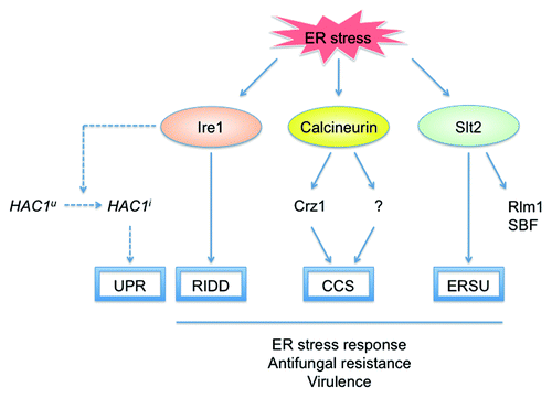 Figure 1. Signaling pathways involved in the ER stress response in C. glabrata. The classic UPR pathway mediated by Ire1-Hac1 signaling (dotted lines) is not conserved in C. glabrata. In response to ER stress, Ire1 induces RIDD to degrade ER-localized mRNAs in an Ire1 nuclease-dependent fashion, whereas calcineurin regulates both Crz1-dependent and Crz1-independent pathways. In addition, Slt2 is required for the ER stress response independently of its downstream transcription factors Rlm1 and SBF (Swi4/Swi6). Ire1, calcineurin, and Slt2 have also been implicated indirectly in antifungal resistance and virulence in C. glabrata. HAC1u, uninduced form of HAC1; HAC1i, induced form of HAC1; SBF, Swi4/Swi6 cell cycle box-binding factor; UPR, unfolded protein response; RIDD, regulated Ire1-dependent decay; CCS, calcium cell survival; ERSU, ER stress surveillance.