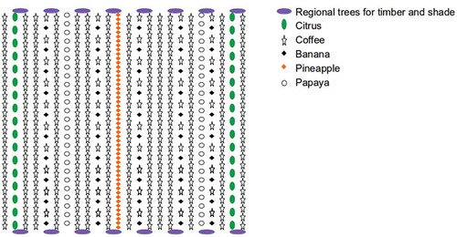 Figure 4. Example of an agroforestry system (adapted from Ayala Becerra, Citation2016).