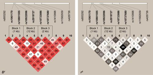 Figure S2 LD plot consisting of 10 SNPs at the CFH gene and its region plot.Notes: Pairwise LD was computed for all possible combinations of the 10 SNPs using the values of D′ and r2. The individual square showed the 100× D′ (or r2) value for each SNP pair. SNP rs460184 was not included due to the deviation from HWE.Abbreviations: LD, linkage disequilibrium; SNP, single-nucleotide polymorphism; CFH, complement factor H; HWE, Hardy–Weinberg equilibrium.