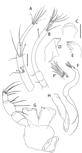 Figure 5. Akanthinotanais gaussi Vanhöffen, Citation1914, female, (a), antennule; (b), antenna; (c), labrum; (d), left mandible; (e), right mandible; (f), maxillule, with (f’), detail of distal end of endite; (g), maxilliped; (h), epignath; Scale lines = 0.1 mm