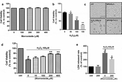 Figure 1. MR protects OLN-93 cells against H2O2-induced death. (a) Effects of MR on the viability of OLN-93 cell. MR did not influence the viability of cell at concentrations of 100, 200, 300, and 400 μM; (b–d) Protective effects of MR pretreatment on H2O2-induced cytotoxicity in OLN-93 cells. Cells were pretreated with different concentrations of MR (100–400 µM) for 24 h and then incubated in the absence or presence of 100 µM H2O2 for 12 h. (b) Viability was assessed by the MTT reduction assay. (c) MR (200 µM) inhibited the release of lactate dehydrogenase (LDH) in OLN-93 cells induced by H2O2. (d) MR suppressed the changes of morphological induced by H2O2. Scale bar, 50 µm. #P< 0.01 vs. the control group; *P< 0.05, **P< 0.01 vs. the only H2O2 treatment group
