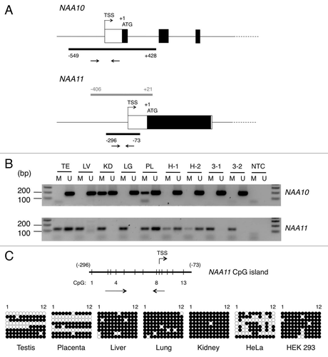 Figure 3 Identification of CpG islands in proximal promoter regions of NAA10 and NAA11 genes and analysis of their methylation status. (A) Genomic organization of NAA10 and NAA11 genes at their 5′ ends. Black bars represent the locations of CpG islands in both genes. The arrow pairs denote the positions of primers used for MS-PCR. Grey bar refers to the genomic fragment cloned for NAA11 promoter assay. TSS, transcription start site. The genomic positions of CpG islands and NAA11 promoter fragment are annotated with respect to the start codon (ATG) of the respective gene, with A denoted as +1. (B) Analysis of methylation status of NAA10 and NAA11 gene proximal promoters in human tissues and cell lines by MS-PCR. Sizes of amplicons: for NAA10 gene: M primers (178 bp), U primers (183 bp); for NAA11 gene: M primers (129 bp), U primers (126 bp). Duplicate sets of genomic DNA samples from HeLa (H-1 and H-2) and HEK 293 (3-1 and 3-2) cells, which were harvested from the same preparations of cells for NAA10 and NAA11 expression analysis in Figure 1D, were examined. TE, testis; LV, liver; KD, kidney; LG, lung; PL, placenta; NTC, no-template control reaction. Forty cycles of amplification were performed. (C) Bisulfite sequencing analysis of the CpG island in NAA11 gene. Vertical lines on horizontal bar refer to the position of CpG dinucleotides (1–13) in the CpG island. Annotations are defined as in (A). Owing to the constraints in primer design, the 13th CpG dinucleotide was not analyzed in this experiment. For HeLa and HEK 293 cells, only one genomic DNA sample from each cell line was analyzed. Black circle, methylated CpG dinucleotide; white circle, non-methylated CpG dinucleotide.