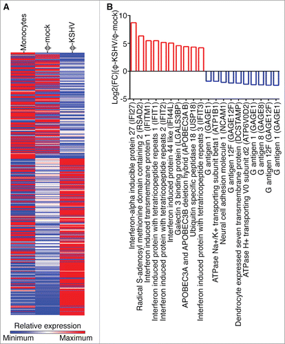 Figure 5. Transcription profile of KSHV-induced TAMs. A, transcription profiles of un-treated monocytes and macrophages resulting from incubation of monocytes with supernatant from mock (φ-mock) or KSHV-infected (φ-KSHV) HUVECs, generated by RNA-seq analysis, using monocytes from 3 healthy donors. B, lists of 10 most upregulated and 10 most downregulated transcripts in φ-KSHV, when compared with φ-mock.