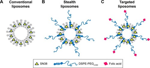Figure 1 SN38 loaded in various liposomes.Note: (A) Conventional liposome, (B) stealth liposome, and (C) target liposome.Abbreviations: DSPE, 1,2-distearoyl-sn-glycero-3-phosphoethanolamine; PEG, polyethylene glycol.