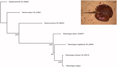 Figure 1. Maximum-likelihood phylogeny of the family Potamotrygonidae inferred from all available mitochondrial rRNAs and PCGs. Bootstrap support is indicated on nodes. Right panel: picture of the P. orbignyi specimen taken after capture.