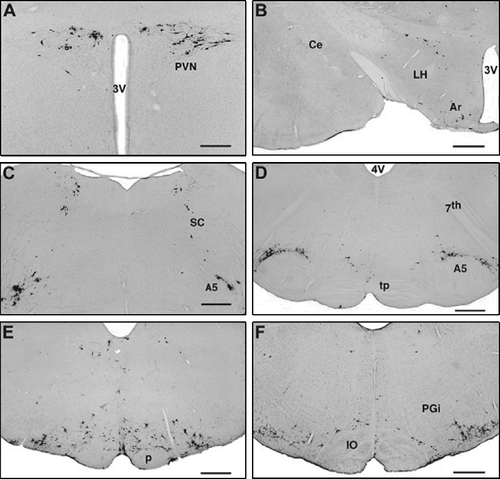 Figure 2 Virus-infected cells in the hypothalamus (A,B) 5 days, and in the pons (C,D) and the medulla oblongata (E,F) 4 days after inoculation. (A) Paraventricular nucleus, dorsolateral parvicellular part. (B) Scattered cells in the lateral hypothalamic area and the arcuate nucleus. (C) Caudal part of the locus coeruleus, subcoeruleus area and the rostral part of the A5 cell group. (D) Caudal part of the pons: A5 cell group. (E) Labeled cells in the RVMM and scattered labeled cells in the C3 adrenaline cell group. (F) RVLM. Labeled cells are concentrated in the rostral part of the C1 adrenaline cell group. Abbreviations: Ar, arcuate nucleus; A5, A5 noradrenaline cell group; Ce, central amygdaloid nucleus; IO, inferior olive; LH, lateral hypothalamic area; p, pyramidal tract; PGi, paragigantocellular reticular nucleus; PVN, paraventricular nucleus; SC, subcoeruleus area; tp, trapezoid body; 3V, third ventricle; 4V, 4th ventricle; 7th, cranial portion of the facial nerve. Scale bars = 500 μm (A) μm and 1 mm (B–F).