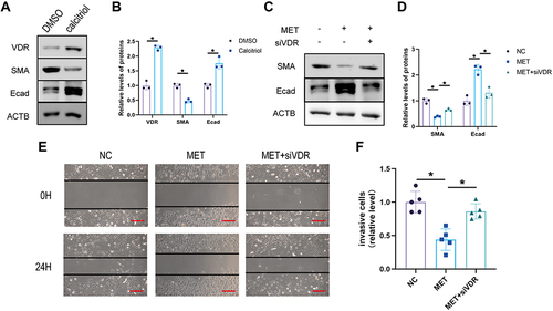 Figure 5 Metformin inhibits EMT by upregulating VDR in HK2 cells. (A) Western blot of E-cadherin and SMA expression in DMSO/calcitriol in HK2 cells and (B) statistical analyses. (C and D) The protein expression of SMA and Ecad was detected by Western blotting HK2 cells of the normal control group (NC), Metformin Intervention group (MET), and Metformin plus siVDR group (siVDR). (E and F) Wound healing experiment of HK2 cells of NC group, MET group, and MET+siVDR group (scale bar, 500 µm). Data are expressed as the mean ± SD. *P<0.05.