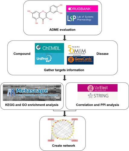 Figure 1. Schematic workflow in this study. This report aimed to identify the potential targets through integrating GO biological process, KEGG pathway analyses and network construction.
