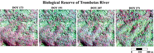 Figure 15. Northeastern portion of the Biological Reserve of Trombetas River (BRTR), showing greening effects between June (DOY 173) and July (DOY 191). The effects were first observed at low elevation terrains, as expressed by greenish colors in the false-color composites using SuperDove bands 6 (red II), 8 (NIR), and 4 (green II). The effects decreased at the end of July (DOY 207) before spreading out to high elevations towards the end of the dry season (DOY 271; September).