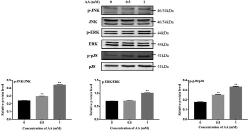 Figure 3. Effects of AA on activation of MAPK pathway. p-JNK, JNK, p-ERK, ERK, p-p38 and p38 protein expression were tested by Western blot – analysis. The values are presented as means ± of SD (n = 3). Significant differences with control group were designated as **P < 0.01.
