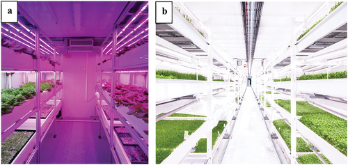 Figure 2. Vertical farming with LED lights technology. (a) LED lights for the shipping container farming in Nottingham Trent University. The effect of different light quality and intensity on plant quality has been investigated. (b) Data interpretation with optimal LED light systems in growing-underground farm (photo provided by Zero Carbon Food Ltd/Growing-Underground).