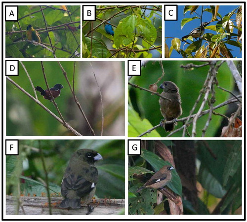 Figure 28. Photo-documentation of avian species during the faunal inventory in the vicinity of Boanamo, Orellana Province, Ecuador, 200–270 m. (A) Green-and-gold Tanager Tangara s. schrankii; (B) Adult male Blue Dacnis Dacnis cayana glaucogularis; (C) Masked Tanager Tangara nigrocincta; (D) Adult male Chestnut-bellied Seed-Finch Sporophila angolensis torridus; (E) Adult female Chestnut-bellied Seed-Finch; (F–G) Juvenile Chestnut-bellied Seed-Finch. Photos H. F. Greeney.