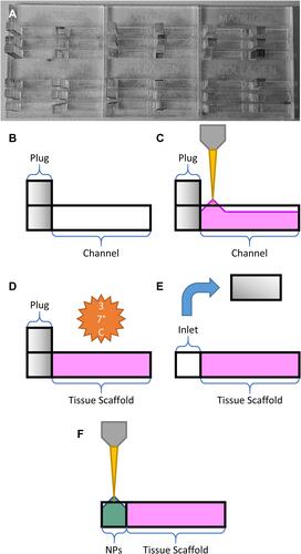 Figure 2 Schematic overview of gel loading steps: (A) assembled device prior to gel loading, (B) empty channel with plug, (C) pipetting ECM gel into channel, (D) gelation under incubation, (E) removal of the PMMA plug to form an empty inlet, and (F) loading of the nanoparticle solution (NPs).