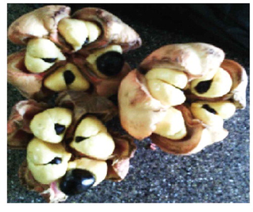 Figure 5. Mature ackee pod containing four pegs