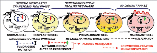 Figure 8 The ZIP1/zinc/citrate genetic/metabolic transformation concept of prostate carcinogenesis.