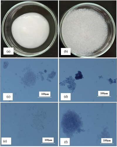 Figure 1. Appearance of gelatinized ground rice in porridge (a – b) and light micrographs (c – f) for difference particle sizes and concentrations of ground rice in porridge (20X magnification). (a) 10% w/v concentration of small-sized particles, (b) 10% w/v concentration of large-sized particles, (c) 5% w/v concentration of small-sized particles, (d) 5% w/v concentration of large-sized particles, (e) 10% w/v concentration of small-sized particles, and (f) 10% w/v concentration of large-sized particles.