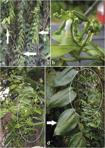 Figura 4. Vanilla oroana. A. Planta in situ, B. Detalle de la flor, C. Detalle de la inflorescencia, D. Hojas e inflorescencia. A–C de A. J. Pérez et al. 10460. D de A. J. Pérez et al. 10960. Fotos: A, B y C por D. Cevallos y D por A. J. Pérez