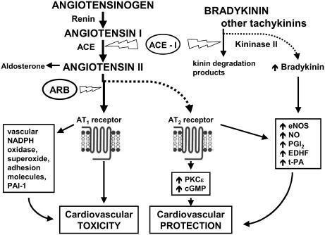 Figure 3 Pathways of ACE-inhibitor and ARB-induced cardiovascular protection. Updated from Jugdutt BI. 1998. Angiotensin receptor blockers. In: Crawford MH (ed). Cardiology Clinics Annual of Drug Therapy. Philadelphia: WB Saunders Pub, Vol 2, pp 1–17. Copyright © 1998. Reprinted with permission from Elsevier.