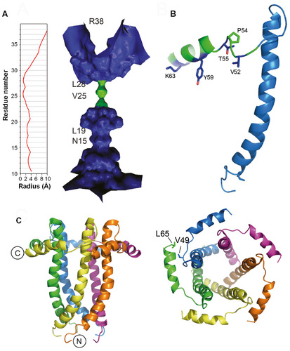 Figure 2 NMR-based models of SARS-CoV E proteins.