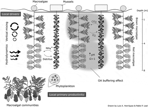 Fig. 2. Schematic representation of co-culture of mussels and macroalgae and its possible relationship with local environment. In this co-culture system, mussels and macroalgae are alternately placed to take advantage of their respective metabolic products. For example, excretion of NH4+ and urea by mussels can be used by macroalgae and macroalgal detritus may feed mussels. OA buffering refuge created by macroalgal photosynthesis may benefit calcification of proximate cultured mussels. However, these interactions between co-cultured organisms can be affected by inherent species’ production rates and local drivers such hydrodynamics and vertical mixing.