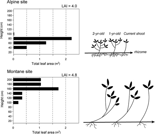 Figure 3. Vertical distributions of bamboo leaves at montane and alpine sites, and schematic illustrations of dwarf bamboo structure at each site