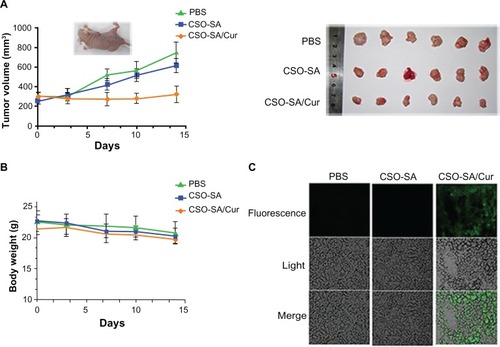 Figure 7 In vivo antitumor activity of curcumin-loaded CSO-SA micelles after intravenous injection via the tail vein in tumor-bearing nude mice. (A) Mice tumor volume changes during the experiment. (B) Changes in mouse body weight during the experiment. (C) Scanning confocal images of curcumin-loaded CSO-SA micelles at 48 hours after the last treatment in xenograft tumor tissues.Note: Curcumin shows intrinsic green fluorescence.Abbreviations: Cur, curcumin; CSO-SA, stearic acid-g-chitosan oligosaccharide; PBS, phosphate-buffered solution.