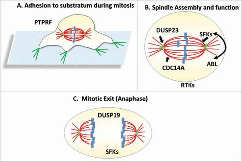 Figure 1. Phosphotyrosine writers and erasures during mitosis. (A) During early mitosis, retraction of actin-rich focation adhesiosn results in retraction -like fibers which may be regulated by the PTPRF phosphatase. (B) During mitosis, the Src Family Kinases (SFKs), and the CDC14A phosphatase contribute to proper spindle formation. SFKs and th ABL kinase have also both been implicated in spindle positioning and spindle orientation, whereas DUSP23 may regulate centriole biogenesis in S- phase thereby contributing to spindle bipolarity. (C) DSUP19 is thought to regulate the duration of anaphase whereas SFKs may play a role in cytokinesis.