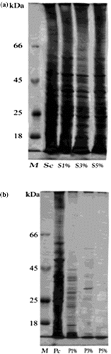 Figure 6. Change in protein profile of (a) Staphylococcus aureus and (b) Pseudomonas aeruginosa after treatment with silver nanoparticles.(a) M: Marker; Sc: S. aureus control; S1%: S. aureus treated with 1% AgNPs; S3%: S. aureus treated with 3% AgNPs; S5%: S. aureus treated with 5% AgNPs.(b) M: Marker; Pc: P. aeruginosa control; P1%: P. aeruginosa treated with 1% AgNPs;P3%: P. aeruginosa treated with 3% AgNPs; P5%: P. aeruginosa treated with 5% AgNPs.