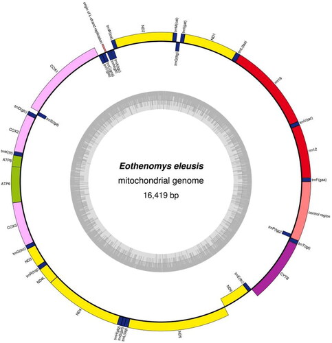 Figure 2. The circular mitochondrial genome map of E. Eleusis. The circular inside is L strand, and the circular outside is H strand. Yellow: NADH gene, pink: COX gene, green: ATP gene, purple: other genes, blue: tRNA, red: rRNA, nude: origin of L strand replication and control region.