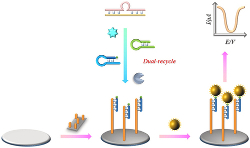 Figure 7. Schematic diagram of electrochemical biosensor based on exonuclease-III-assisted dual-recycling amplification for rapid, sensitive, and accurate detection of kanamycin in milk. Reprinted from [Citation136] with permission from Elsevier.