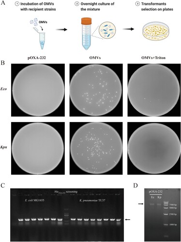 Figure 4. OMVs-mediated transformation assay of blaOXA-232. (A) Protocol of OMVs-mediated transformation assay. (B) Transformants were selected on LB agar plates with 8 µg/ml piperacillin and 4 µg/ml tazobactam. Recipient cells were treated with free plasmid pOXA-232, OMVs and triton-lysed OMVs. Eco, E. coli MG1655 hph ΔhsdR; Kpn, K. pneumoniae TU37-vf Δwza. (C) PCR screening for positive transformants after OMVs mediated transformation assay using E. coli MG1655 hph ΔhsdR and K. pneumoniae TU37-vf Δwza as the recipient strains. (D) Agarose gel electrophoresis of blaOXA-232-harbouring ColKP3 plasmids extracted from E. coli MG1655 hph ΔhsdR (Ec) and K. pneumoniae TU37-vf Δwza (Kp) transformants.