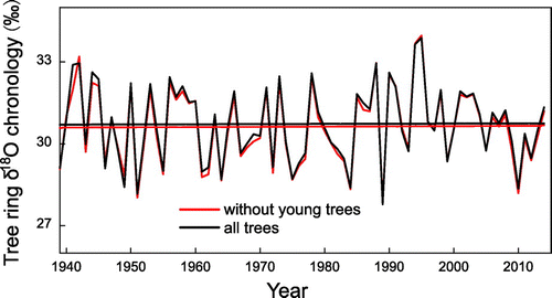 Fig. 4. Tree ring δ18O chronology based on all trees (black) and non-young trees (red).