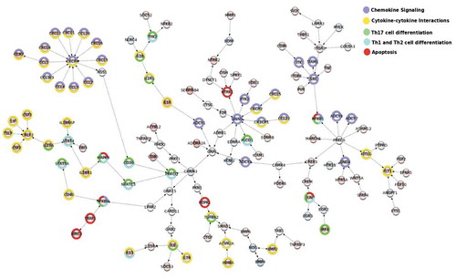 Figure 4. MSF identification of modulated interacting networks. Networks were generated using data from DE analysis. The network file created by MSF was used to visualize the modulated networks in Cytoscape. The nodes represent the genes and the edges show the direction of interaction. The enrichment within different KEGG pathways (see legend) is shown by the colours around the nodes. The colouring inside the node depicts the range of log fold change for upregulated (shades of red) and downregulated genes (shades of blue).