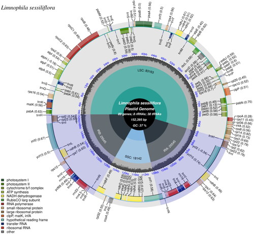 Figure 2. The chloroplast genome map of L. sessiliflora, which was generated using CPGview (Liu et al. Citation2023). The center of the map notes the name and the length of the species, also includes the summary data of the chloroplast genome. Going outward, the first circle shows LSC, SSC, IRa, and IRb with their length. The second circle shows the GC ratio depicted as the proportion of the shaded parts of each section. The third circle displays the gene names with the colors based on their functional categories provided at the left of the circular map. Genes outside the circle are transcribed in an anticlockwise direction, and those inside are in a reverse direction.